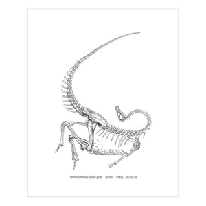 Ornithomimus Death Pose Custom Dinosaur Print