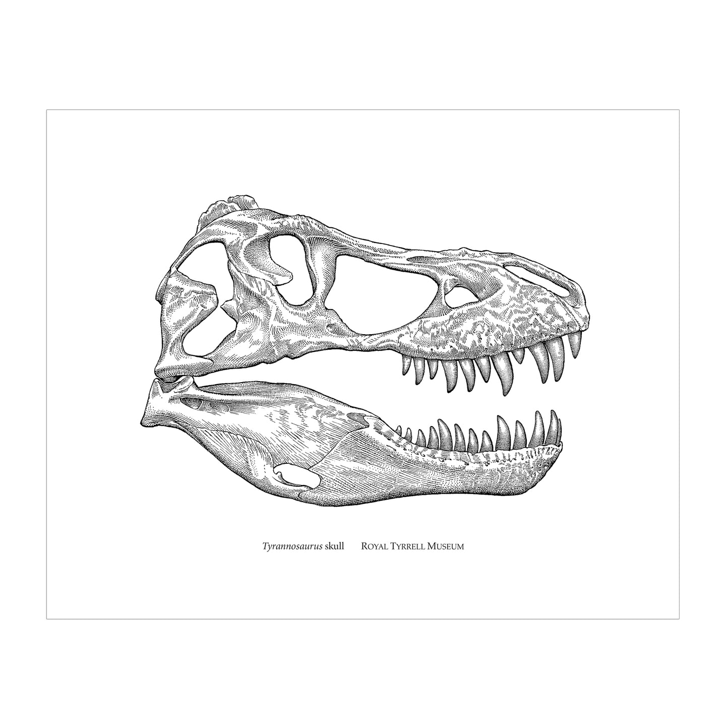 Tyrannosaurus rex Custom Dinosaur Print